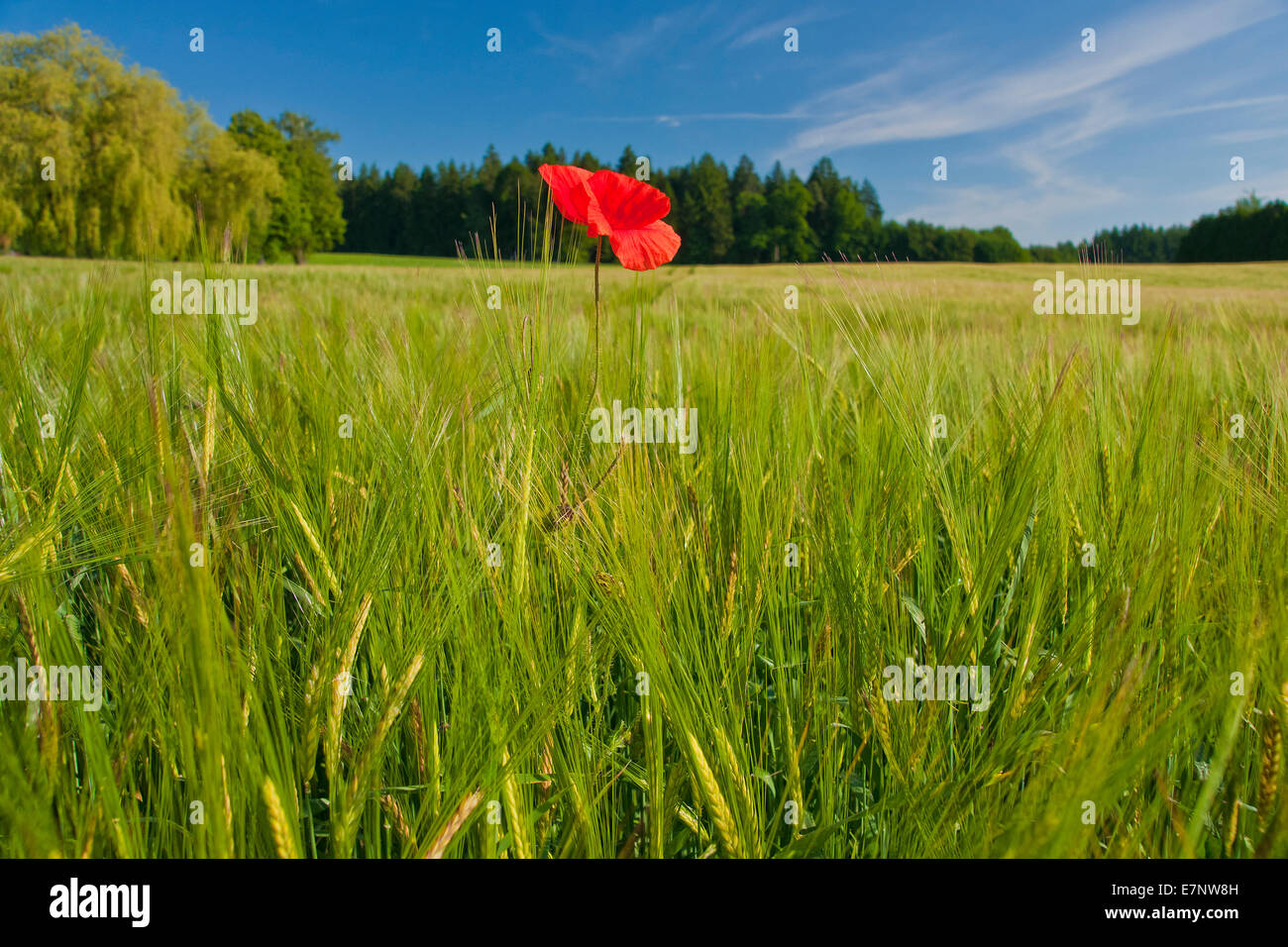 In Baviera, Germania Baviera superiore, fiori, fiori, blossom, fiorire, fiorisce, fiorisce, papavero, papavero, rosso, Campo dei fiori selvatici, Foto Stock