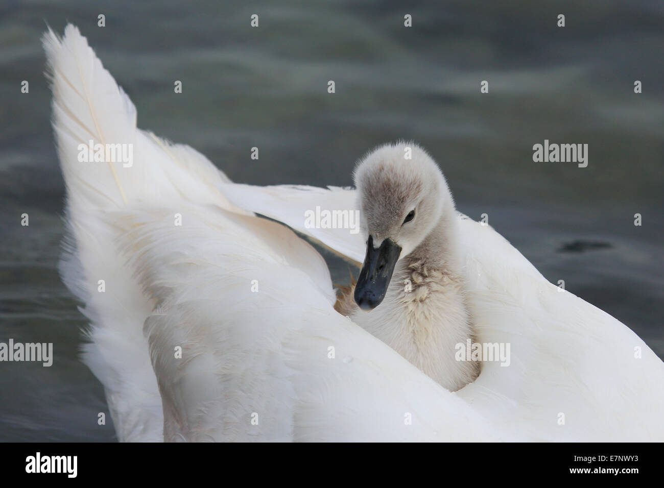 Covata, Cygnus olor, piume, molla, cura, piumaggio, corpo di acqua, acqua, giovani, ritratto, Rapperswil, retro, swan, Svizzera Foto Stock