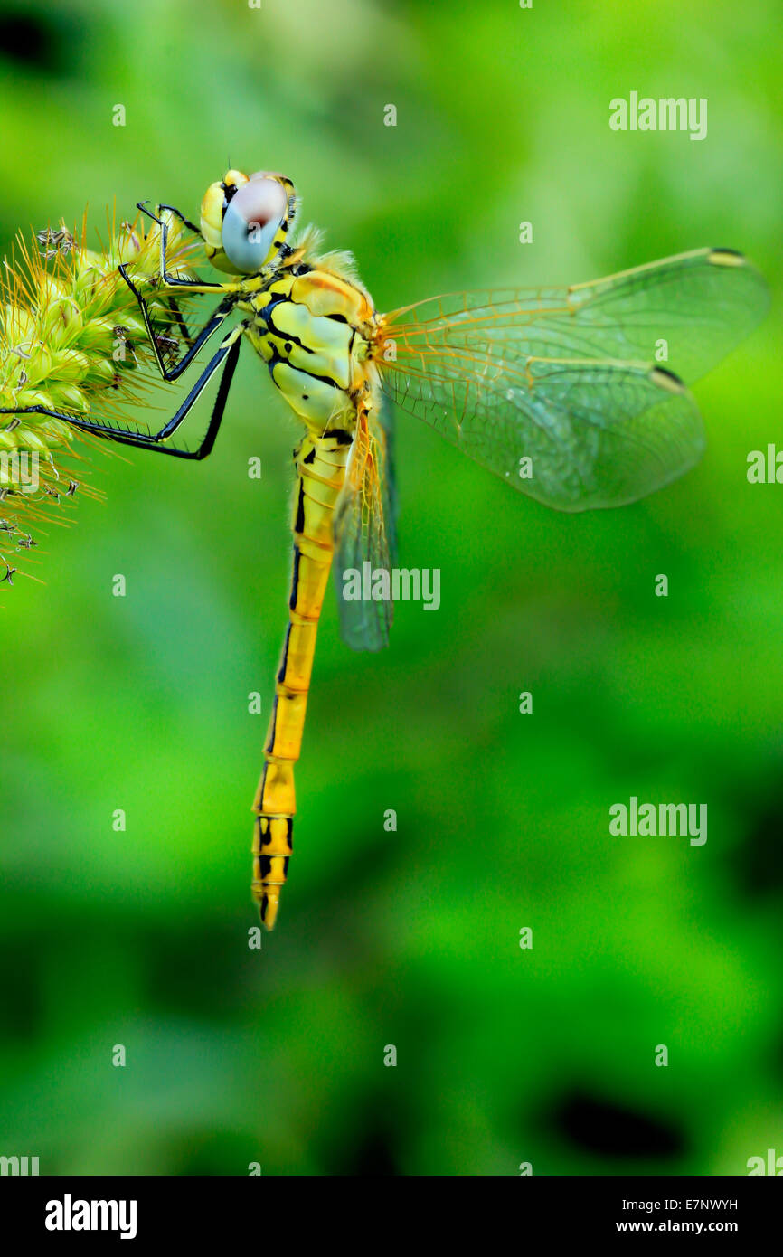 Animale, di insetto, Dragonfly, rosso-venato darter, Arthropoda, Ala, Svizzera Foto Stock