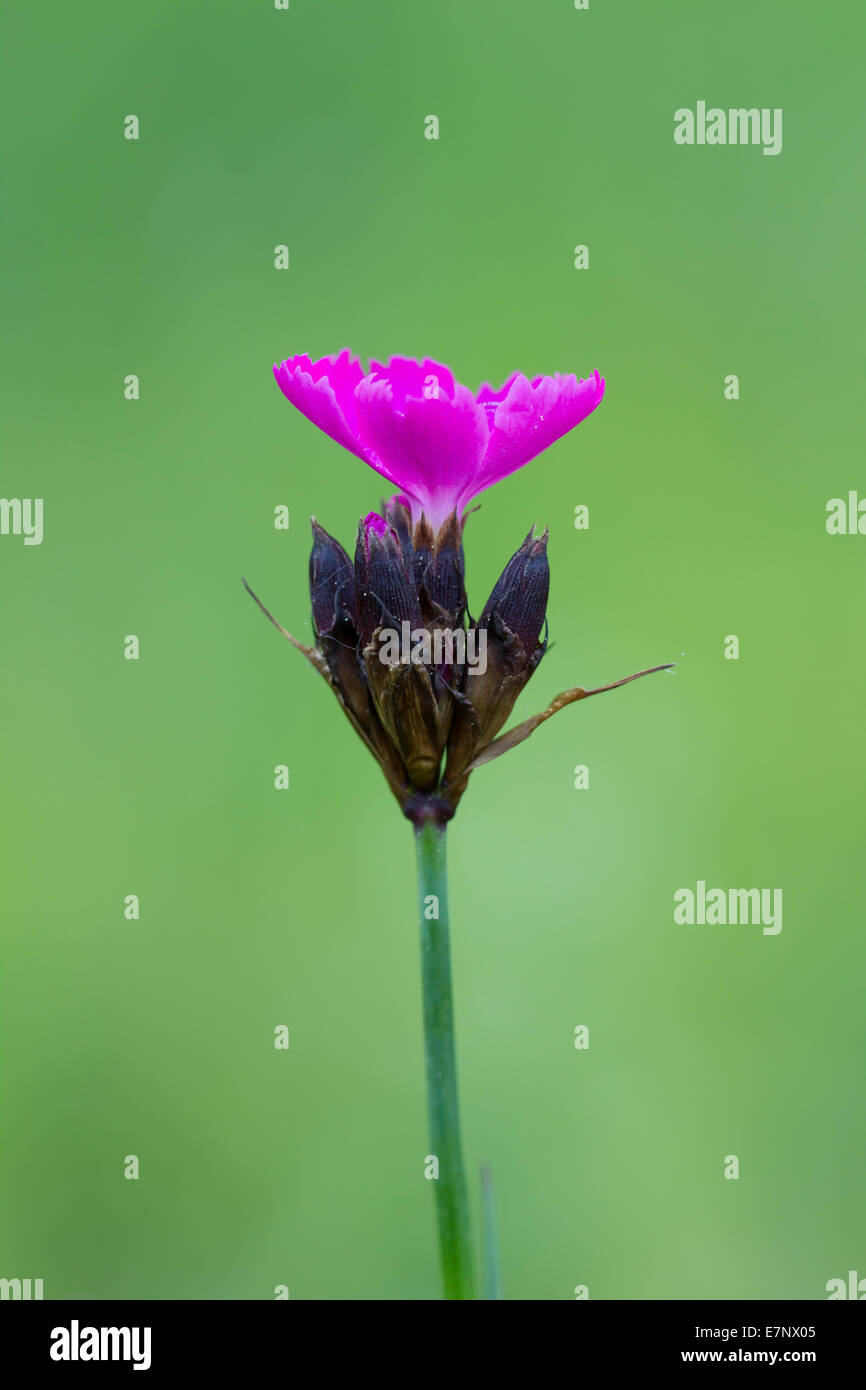 Natura, fiore, Caryophyllaceae, Plantae, Rosa dei Certosini, Dianthus carthusianorum, Svizzera Foto Stock