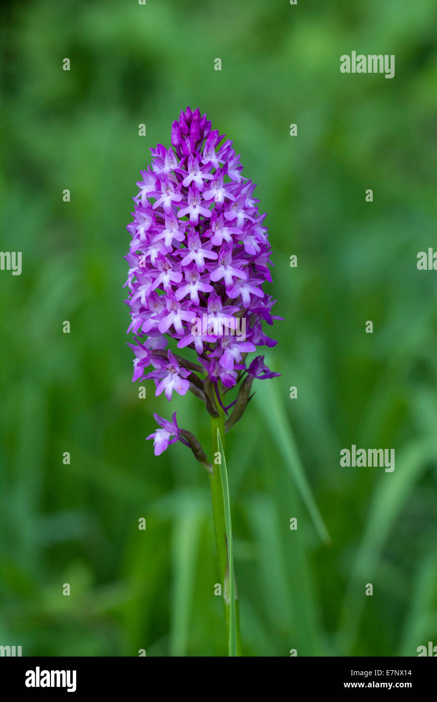 Natura, fiori, piante, lilla, violetto, Orchidaceae Anacamptis pyramidalis, Svizzera Foto Stock