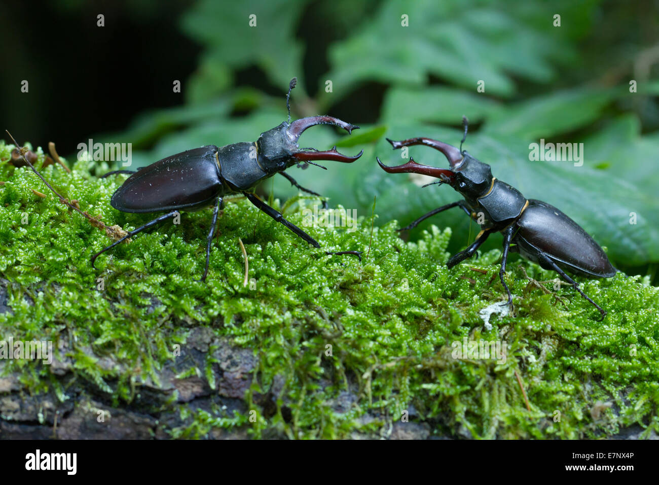 Animale, di insetti coleotteri Lucanus cervus, Arthropoda, coleotteri, Stag Beetle, Foresta, legno morto, Svizzera Foto Stock