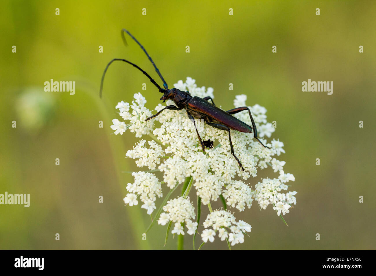 Animale, insetto, Beetle, muschio beetle, Longhorn Beetle, Aromia moschata, Svizzera Foto Stock