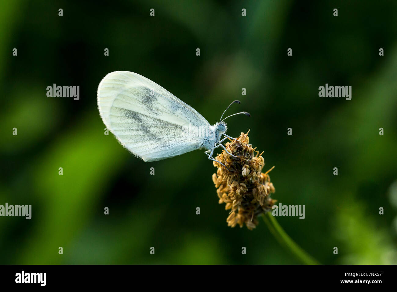 Animale, insetto, Butterfly, Lepidoptera, legno bianco butterfly, Leptidea sinapis, Svizzera Foto Stock