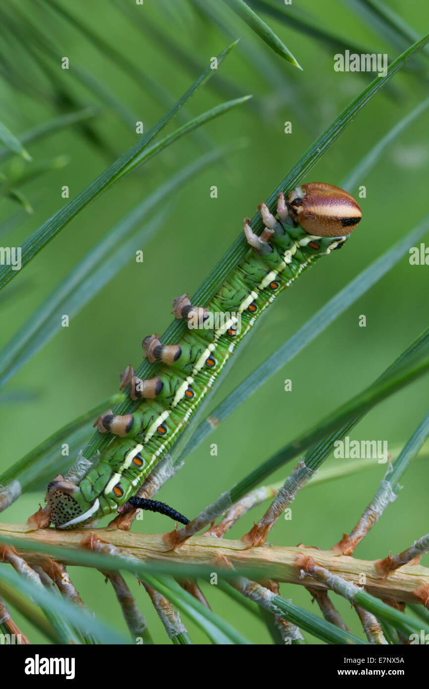 Animale, insetto, Butterfly, Tarma, Caterpillar, Hawk Moth, Sphinx pinastri, pino Hawk-moth, Sphingidae, Svizzera Foto Stock