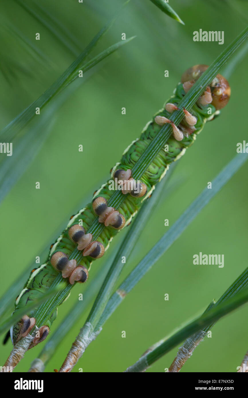Animale, insetto, Butterfly, Tarma, Caterpillar, Hawk Moth, Sphinx pinastri, pino Hawk-moth, Sphingidae, Svizzera Foto Stock