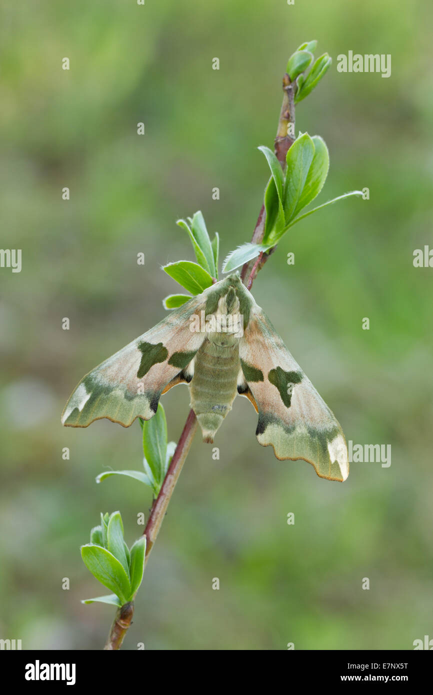 Animale, insetto, Butterfly, Tarma Hawk Moth, calce Hawk-moth, Mimas tiliae, Svizzera Foto Stock