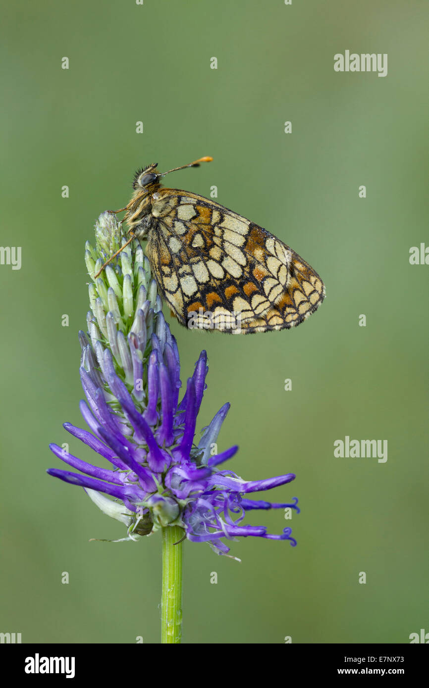 Animale, insetto, Butterfly, Melitaea phoebe, Fiordaliso Fritillary, Lepidoptera, Svizzera Foto Stock