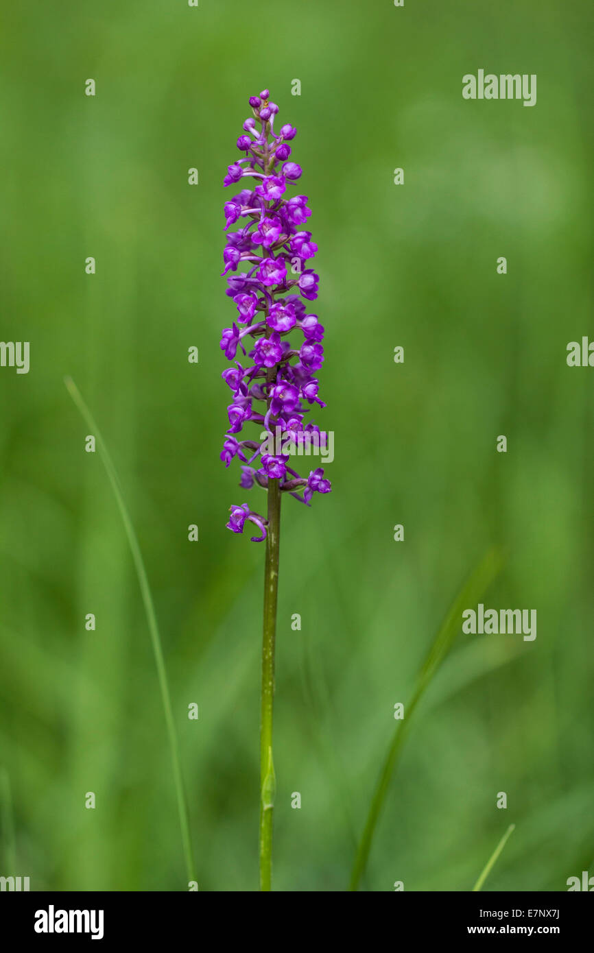 Natura, fiori, piante, lilla, violetto, Orchidaceae, pianta erbacea perenne della Svizzera Foto Stock