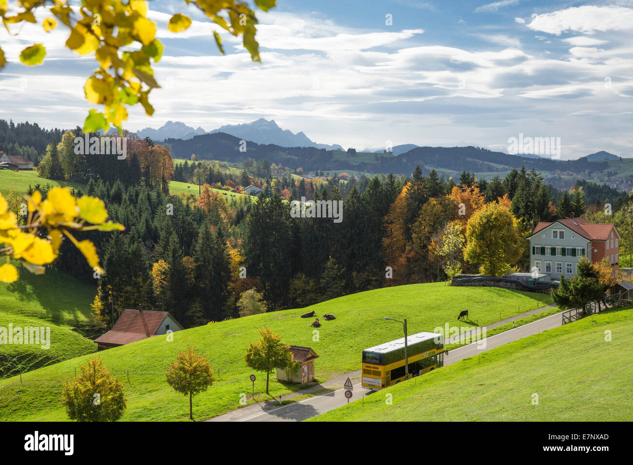 Legno, Foresta, Rehetobel, Heiden, look, Scheidweg, montagna, montagne, autunno, autopostale, del cantone di Appenzell Ausserrhoden, Alpstei Foto Stock