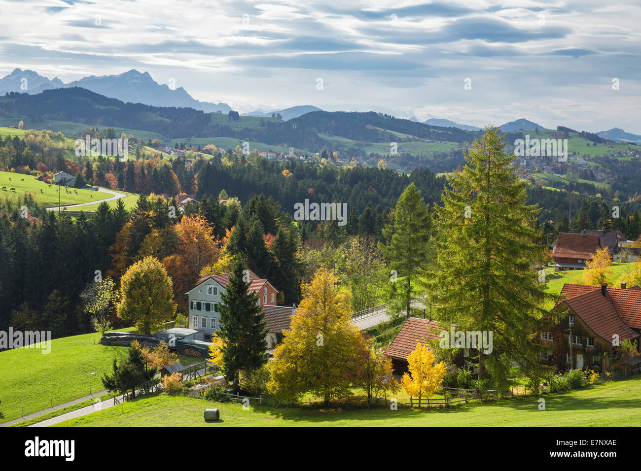 Legno, Foresta, Rehetobel, Heiden, look, Scheidweg, montagna, montagne, autunno, del cantone di Appenzell Ausserrhoden, Alpstein, Säntis Foto Stock