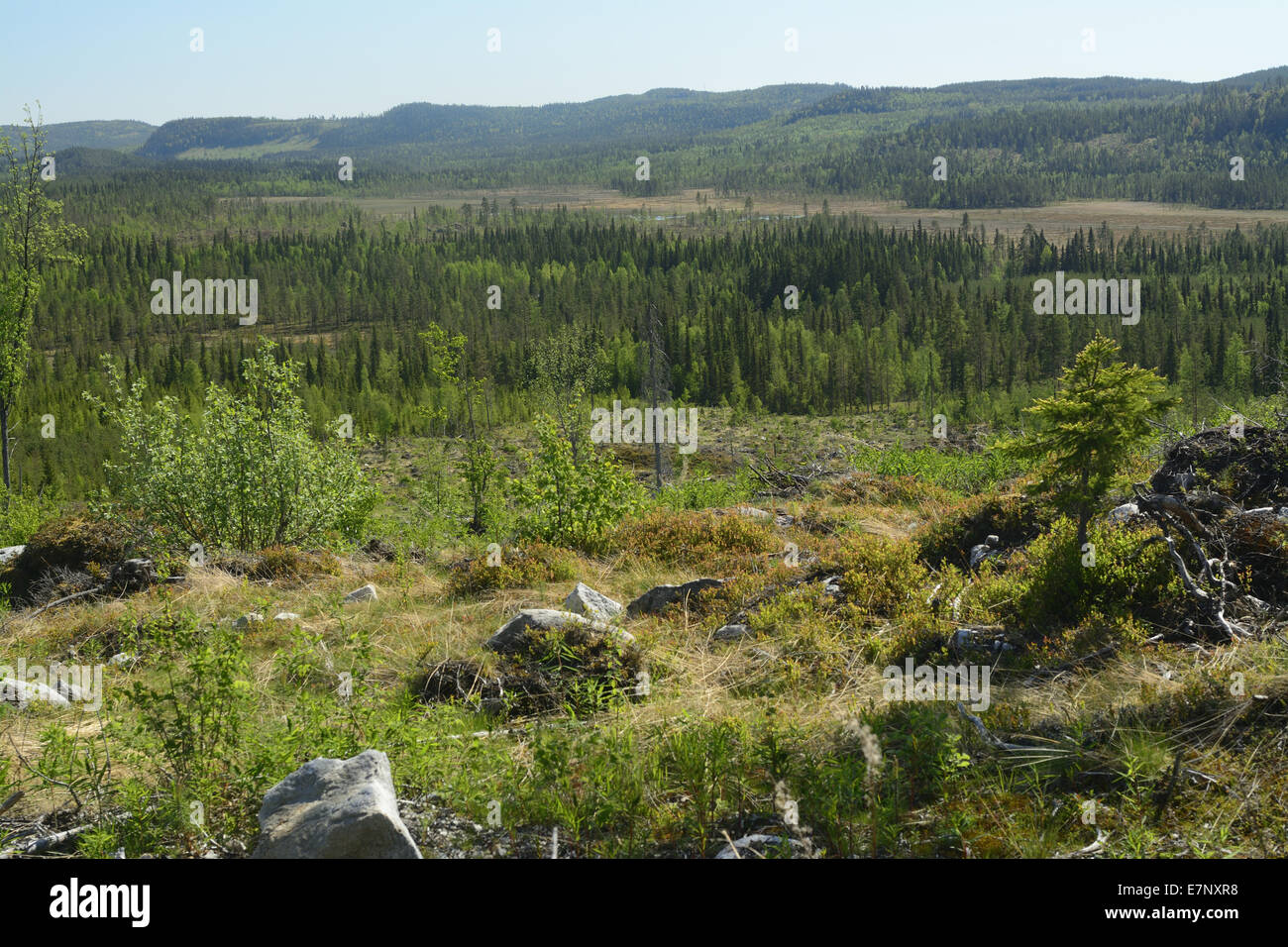 Foreste, paludi, colline, Avatäck, Dorotea Kommun, Lappland Svezia, Europa Foto Stock