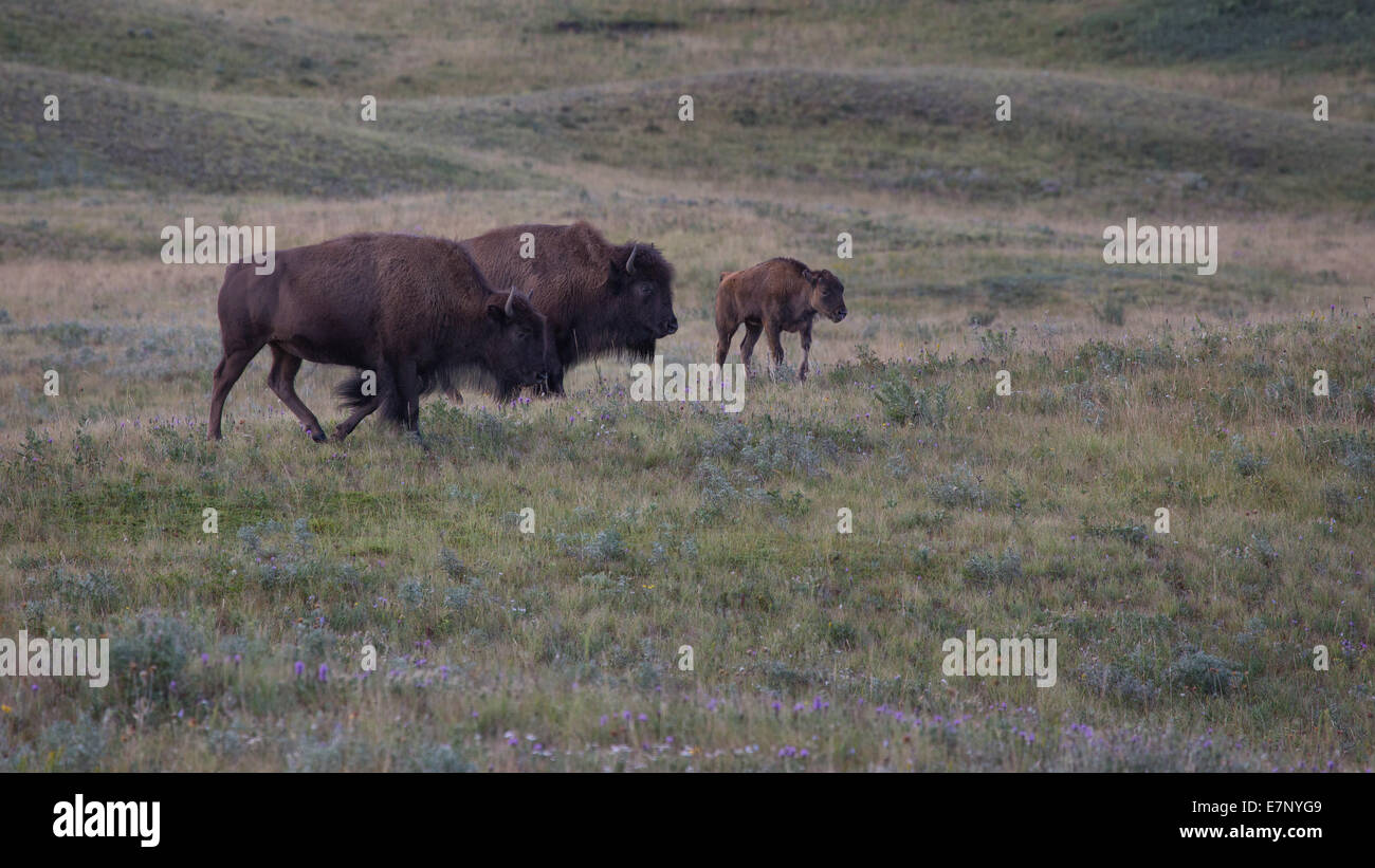 Alberta, STATI UNITI D'AMERICA, Stati Uniti, America del Nord, America, bison, Canada, prateria, mammiferi, animali, Waterton Lake, il parco nazionale Foto Stock