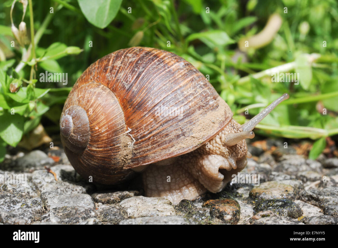 Animale, gli animali, antenna, corteccia, biologia, marrone, close close-up, dettaglio, macro, molluschi, naturale, natura, uno all'aperto, shell, Foto Stock