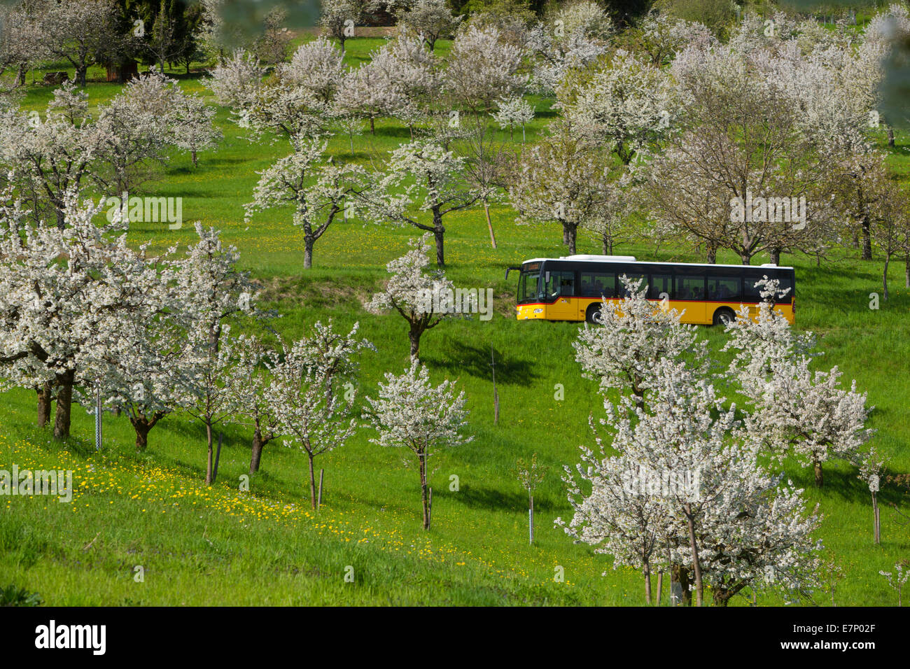 Autopostale, ciliegi, San Pantaleone, Basilea Campagna, molla, villaggio, albero, alberi, agricoltura, del cantone di Solothurn, Svizzera, e Foto Stock