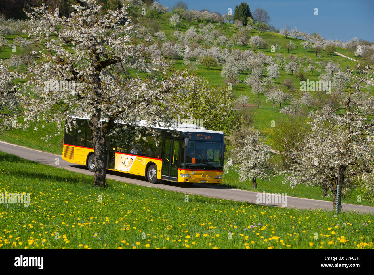 Autopostale, ciliegi, San Pantaleone, Basilea Campagna, molla, villaggio, albero, alberi, agricoltura, del cantone di Solothurn, Svizzera, e Foto Stock