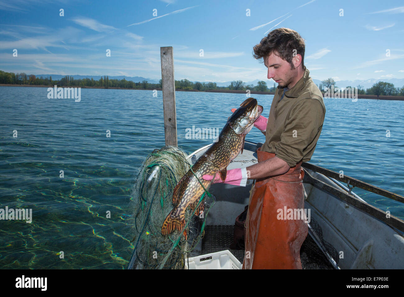 Il lago di Costanza, pescatore, il lago di Costanza, molla, Claudio Timo Görtz, lavoro, lavoro, occupazione, professione, occupazioni professio Foto Stock