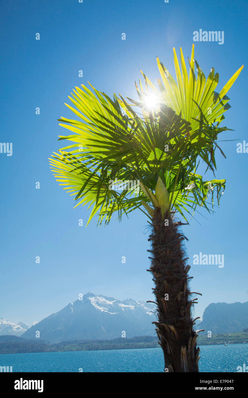 Il lago di Thun, Palm, il lago di Thun, molla, Canton Berna, lago, laghi, albero, alberi, Svizzera, Europa Foto Stock