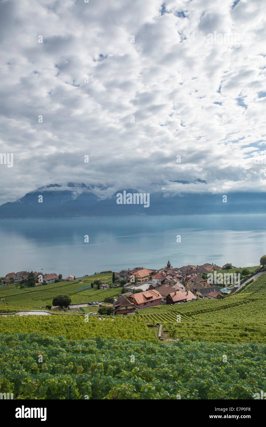 Il lago di Ginevra, area vitivinicola, Rivaz, Lavaux, Lac Leman, lago, laghi, Canton, VD, Vaud, Western Svizzera romanda, lago di gene Foto Stock
