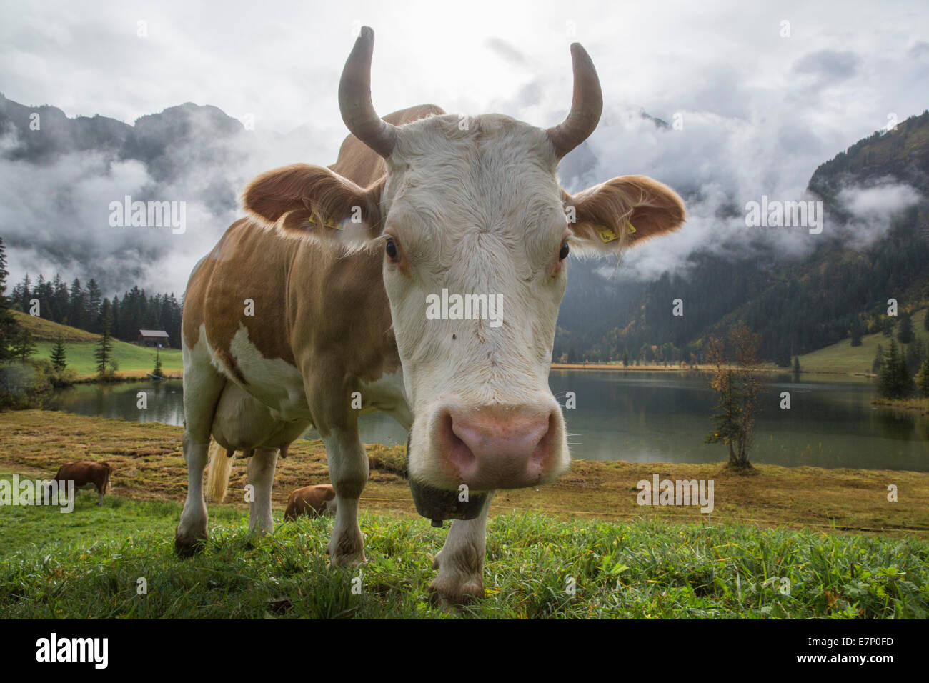 Lauenensee, mucche, lago di montagna, mucca, vacche, agricoltura, animali, animale, Canton Berna, Oberland bernese, Svizzera, Europa Foto Stock