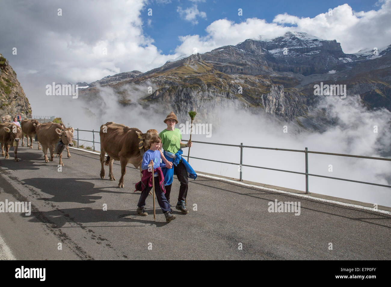 Klausenpass, UR, alpi, nuvole, cloud mountain, montagne, autunno, mucca, vacche, agricoltura, Svizzera, Europa Foto Stock
