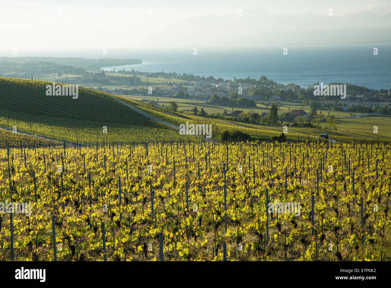 La Cote, vigneto, Bugnaux, Canton, VD, Vaud, agricoltura, Western Svizzera romanda, sul lago di Ginevra, vino, germogli, vigneto, Sw Foto Stock