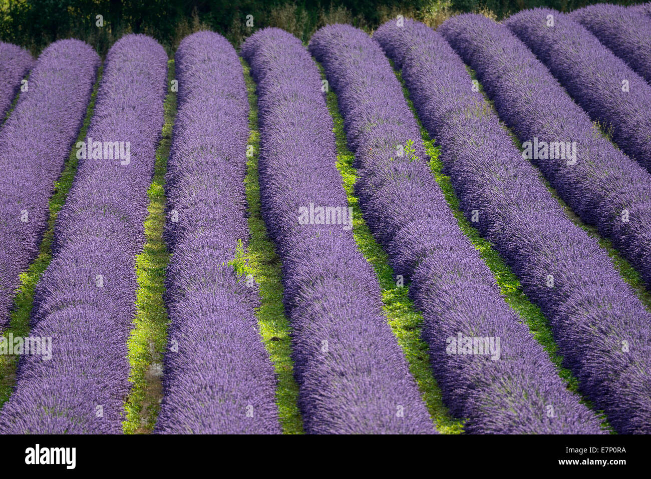 L'Europa, Francia, Provence-Alpes-Côte d'Azur, Valensole, lavanda, paesaggio, campo bloom, fiori Foto Stock