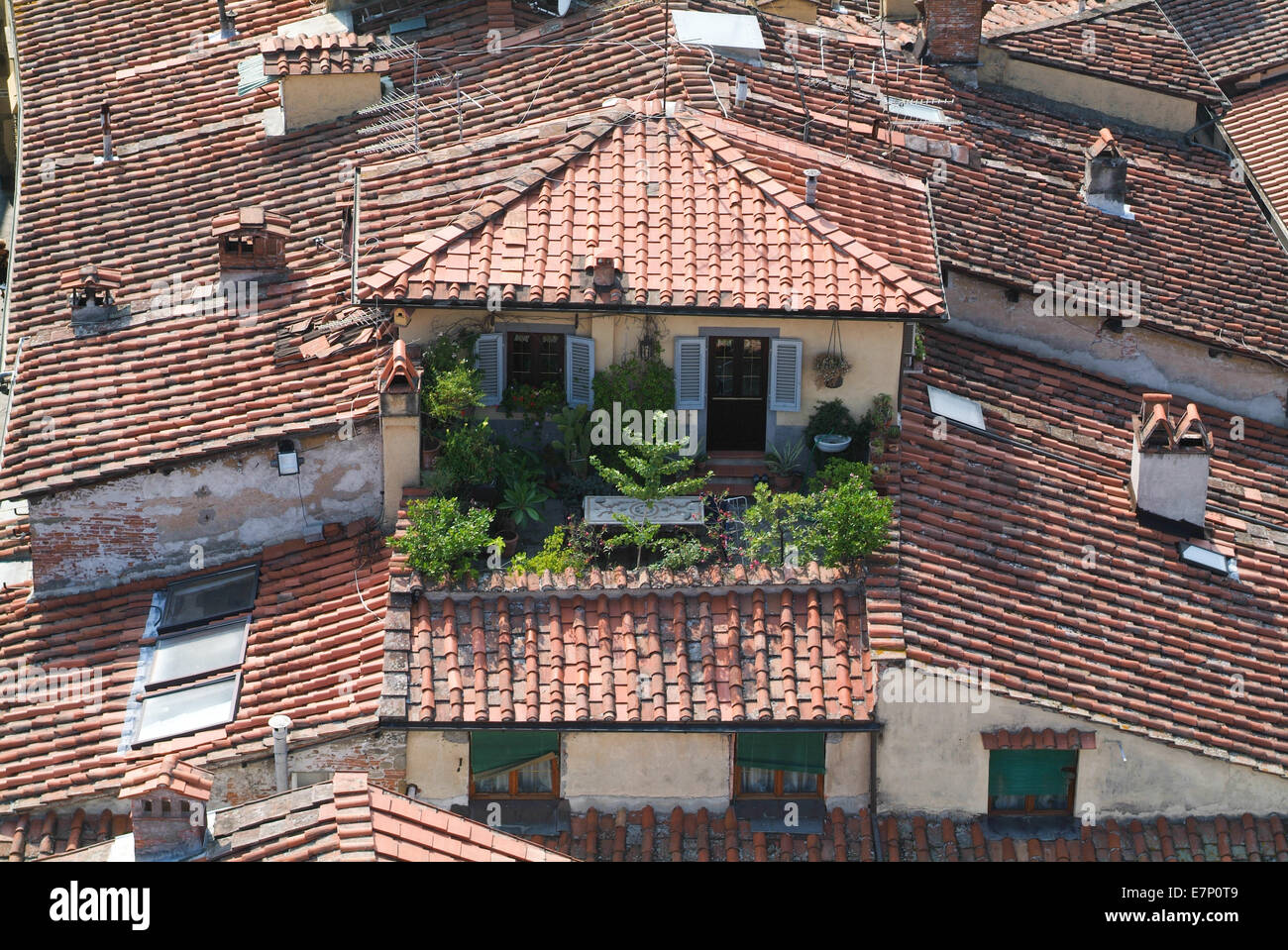Antiquariato, edificio, chiaro, esterna, storico, orizzontale, case, Italiano, Italia, Lucca, vecchio, arancio, panoramica, tetti, tetti, Foto Stock