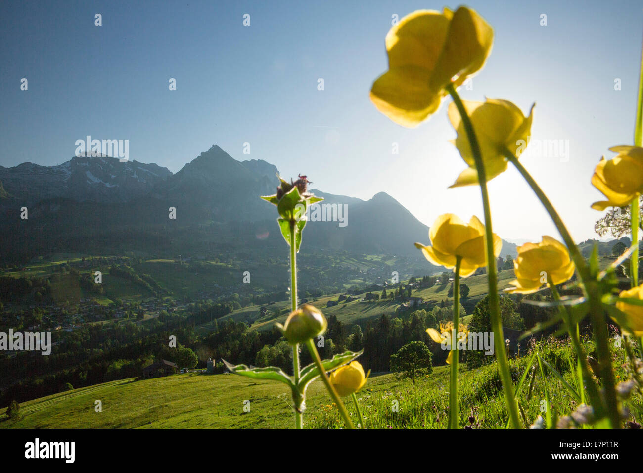 Toggenburg, Wildhaus, Alpstein, Wildhauser Schafberg, montagna, montagne, SG, Canton San Gallo, Toggenburgo, Alpstein, Säntis, Foto Stock