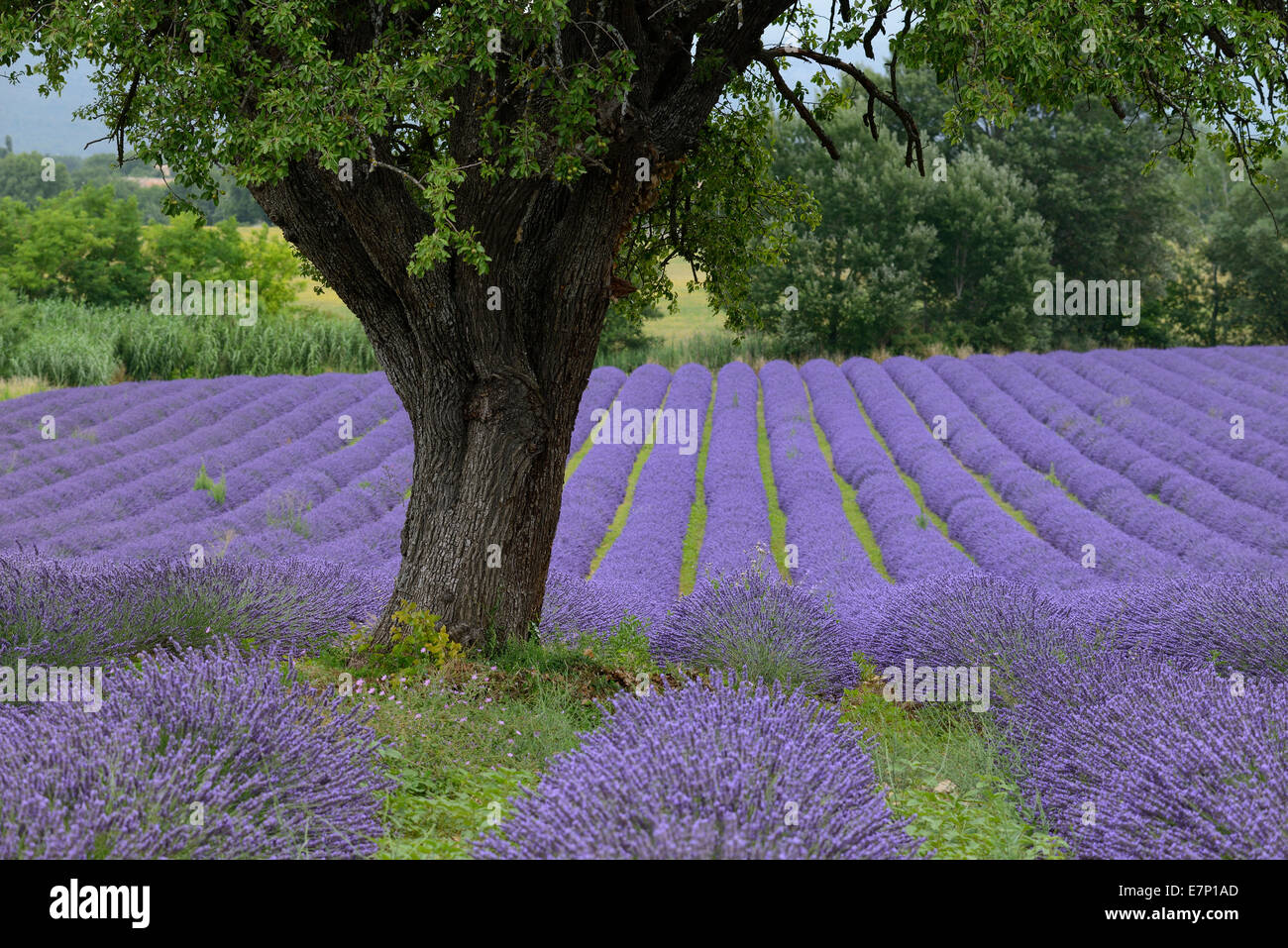 L'Europa, Francia, Provence-Alpes-Côte d'Azur, Provenza, lavanda, campo bloom, paesaggio Foto Stock