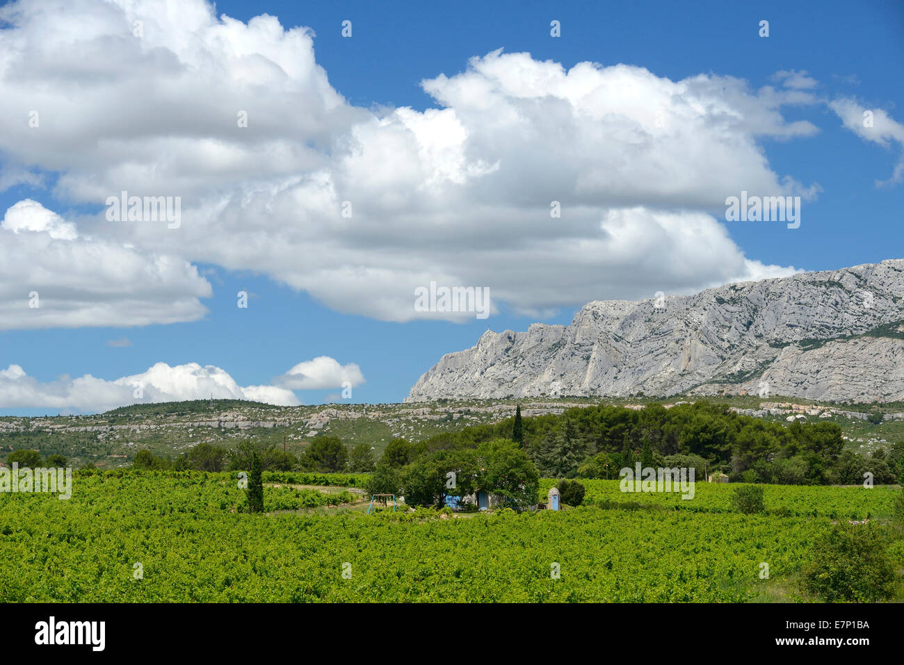 Francia, Europa, Provence-Alpes-Côte d'Azur, paesaggio, vigneto, Trets, Montagne Ste. Victoire, vino, Foto Stock