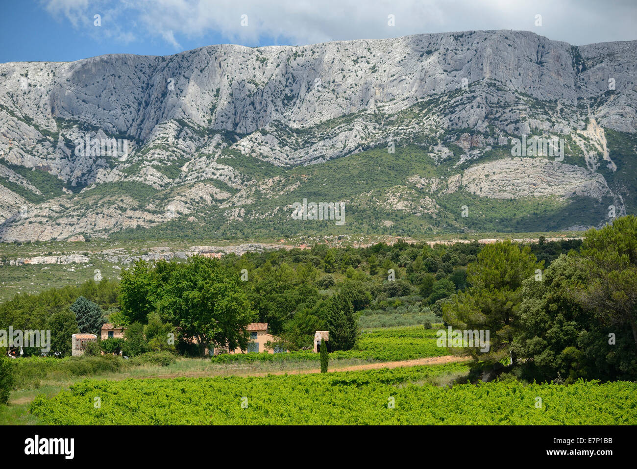 Francia, Europa, Provence-Alpes-Côte d'Azur, paesaggio, vigneto, Trets, Montagne Ste. Victoire, vino, Foto Stock