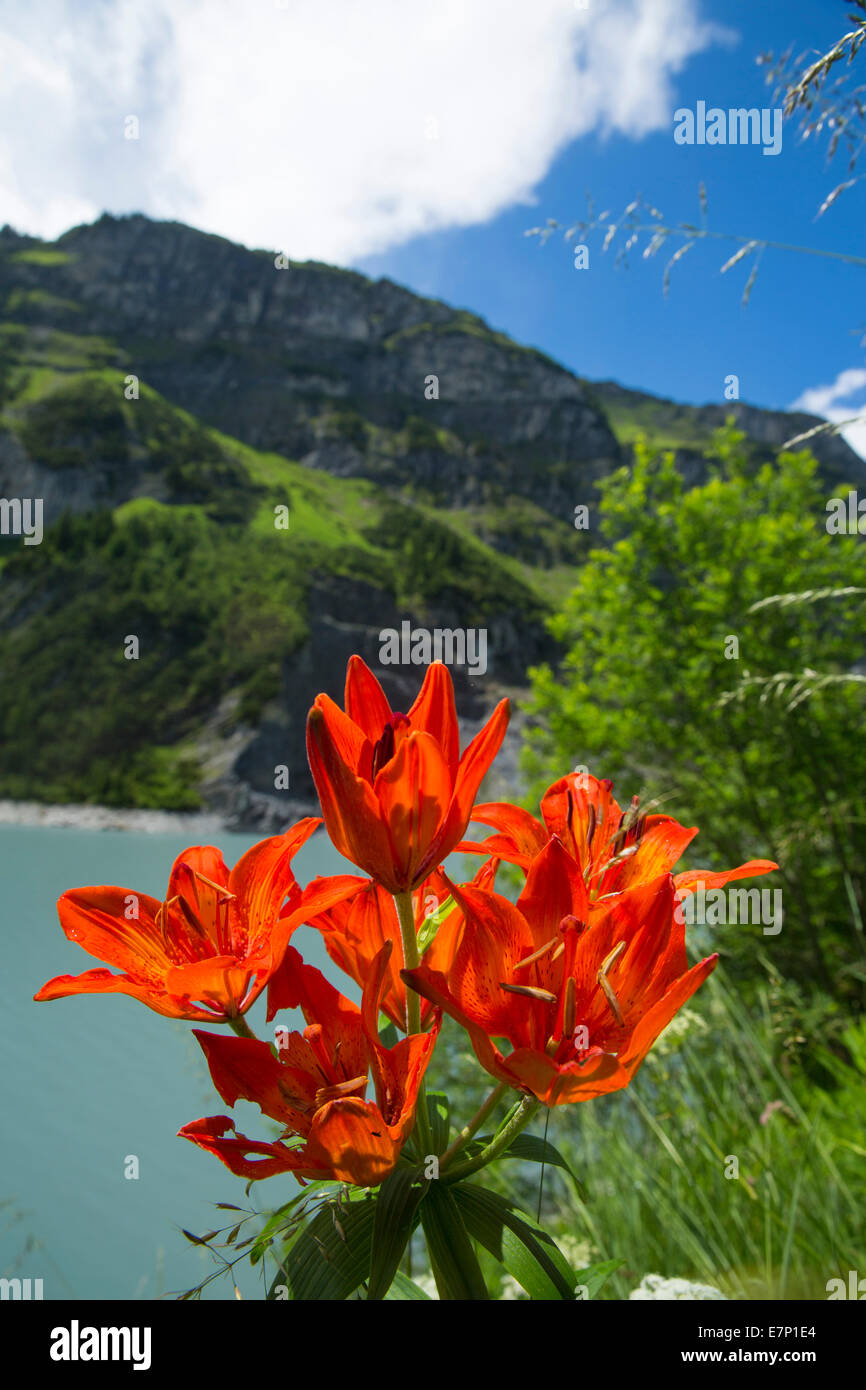 Surselva, fire lily, serbatoio, Pigniu, Canton, GR, Grigioni, Grigioni, fiori, fiori, fiori di montagna, Svizzera, Europa Foto Stock