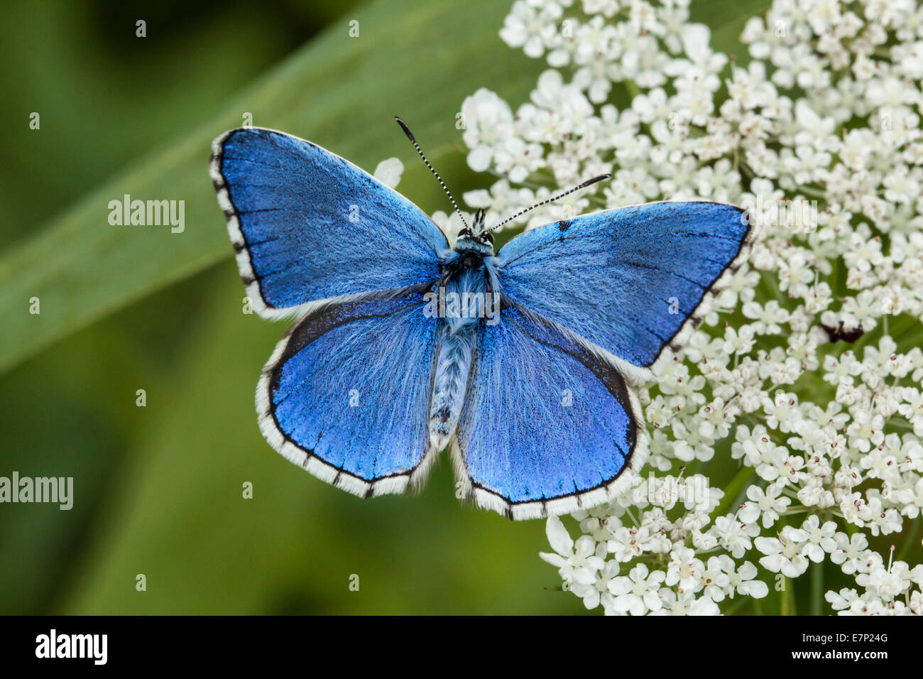 Animale, insetto, Butterfly, Lepidoptera, Arthropoda, Blu, Polyommatus bellargus, fiore, Adonis blu, bianco Foto Stock