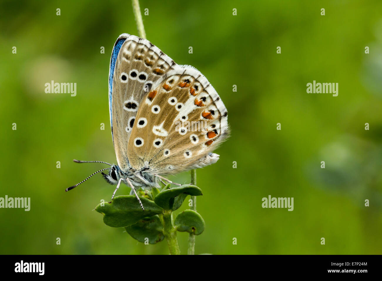 Animale, insetto, Butterfly, Lepidoptera, Arthropoda, Blu, Polyommatus coridon, fiore, Chalkhill blu, bianco Foto Stock