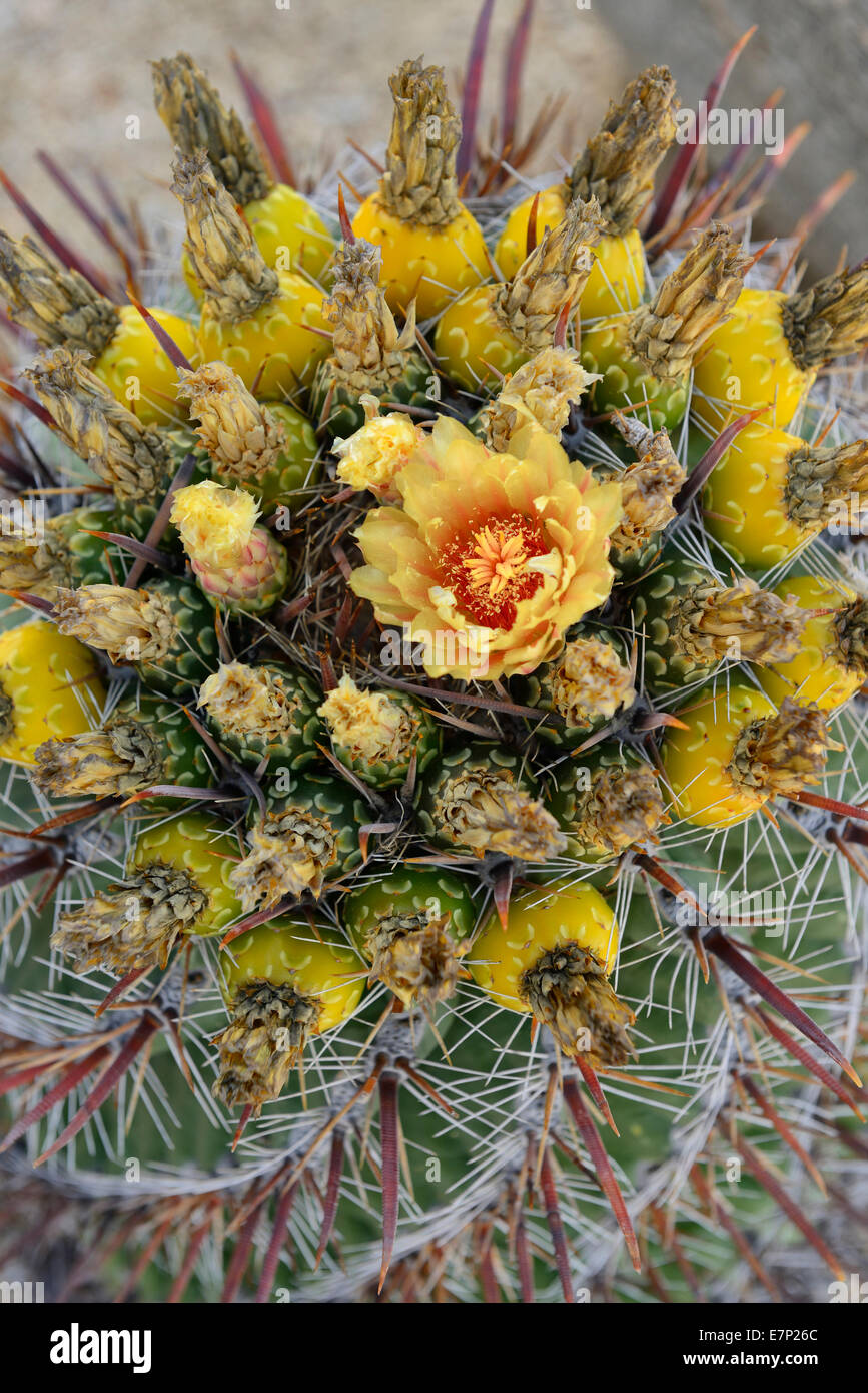 Messico, America del Nord, Baja, Baja California, cactus, bloom, fiore, dettaglio, natura Foto Stock