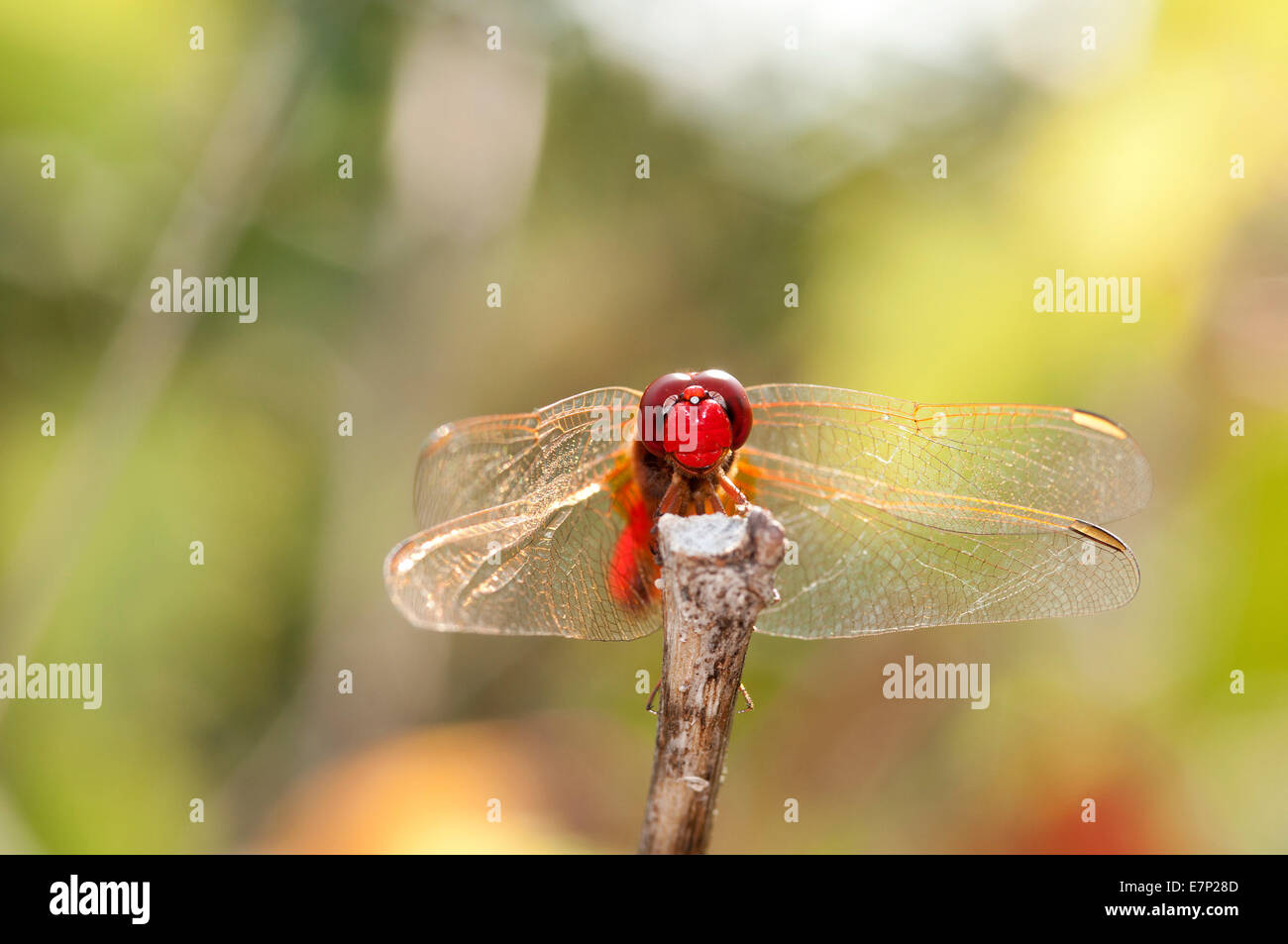 Scarlet Dragonfly, ampia Scarlet, Francia, Crocothemis erythraea, scarlet darter, insetto libellula, rosso, crocothemis erythraea, Foto Stock