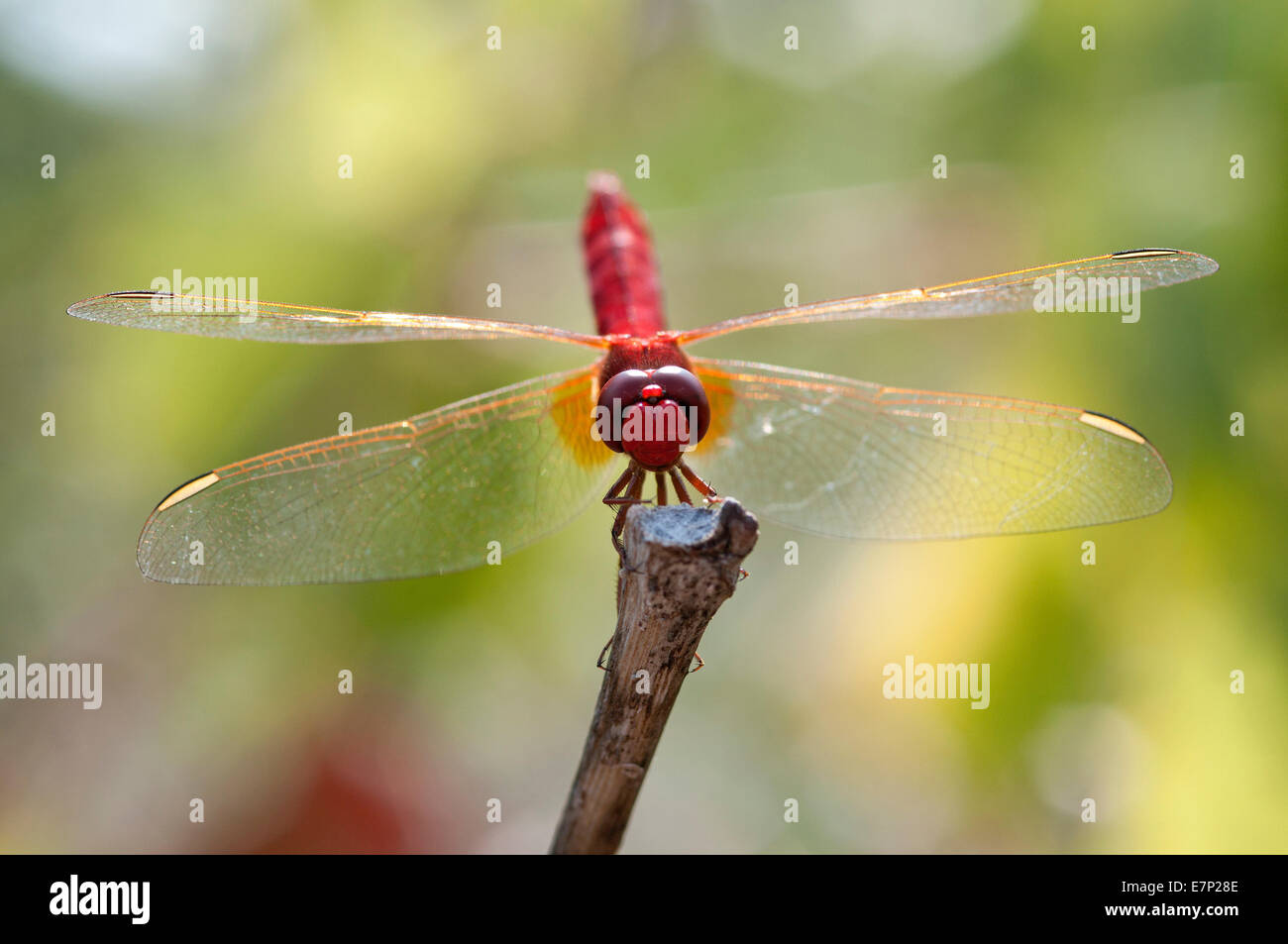 Scarlet Dragonfly, ampia Scarlet, Francia, Crocothemis erythraea, scarlet darter, insetto libellula, rosso, crocothemis erythraea, Foto Stock