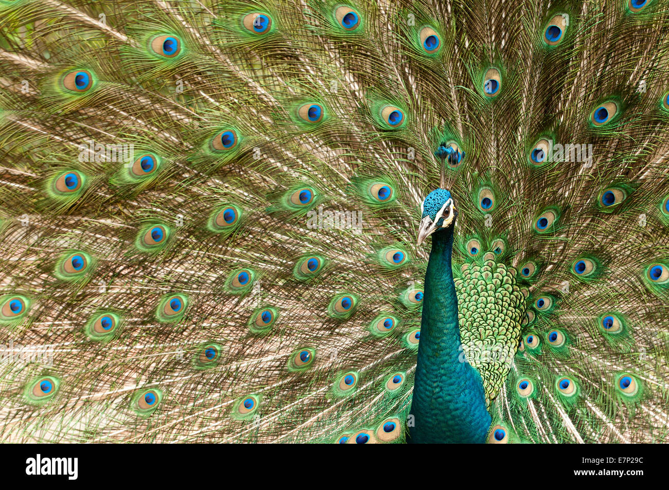 Peafowl indiano, Peafowl blu, Pavo cristatus, pavone, bird, Foto Stock