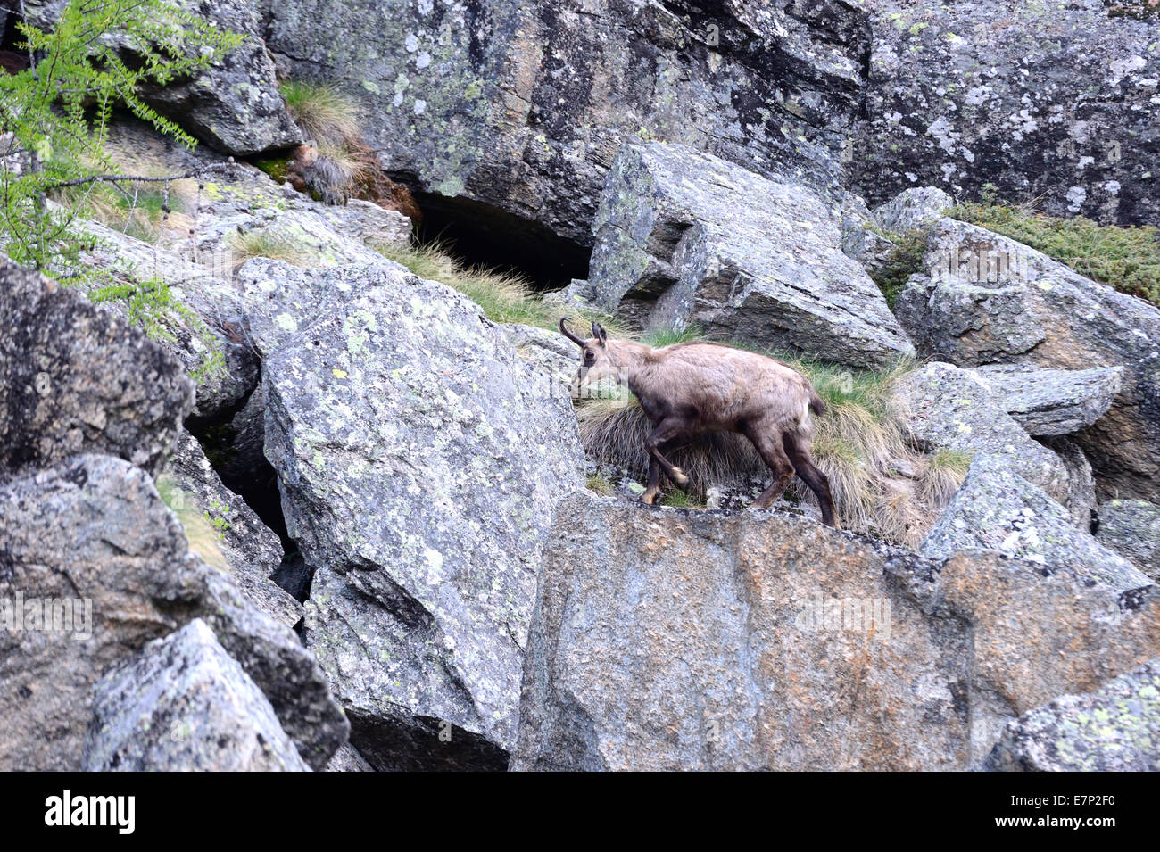 Il camoscio, camosci, Rupicapra, animali animali selvatici, Germania Foto Stock