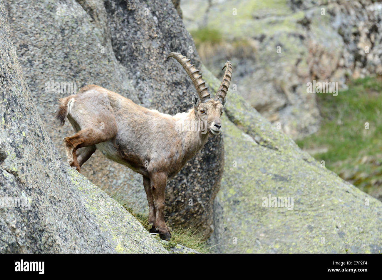 Capricorno, Ibex, mountain capra, selvaggi-ungulato, corna, Bovidae, Boviden, Capra ibex, montagne, animali, animale selvatico Foto Stock