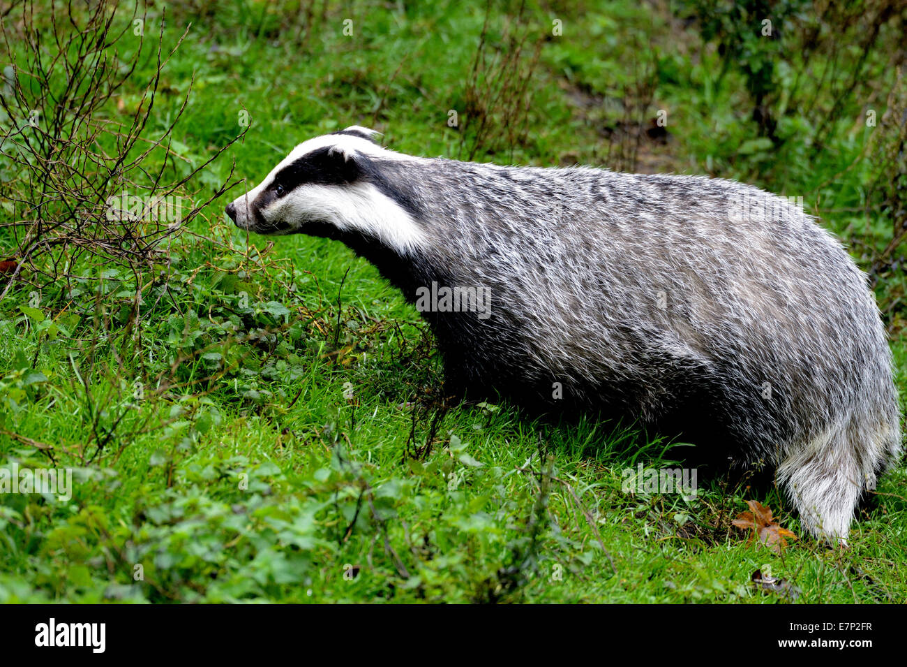 Badger, Meles meles, canidi, predatori, Martens, mustelidae, grande martens, predator, European badger, animale, Germania Foto Stock
