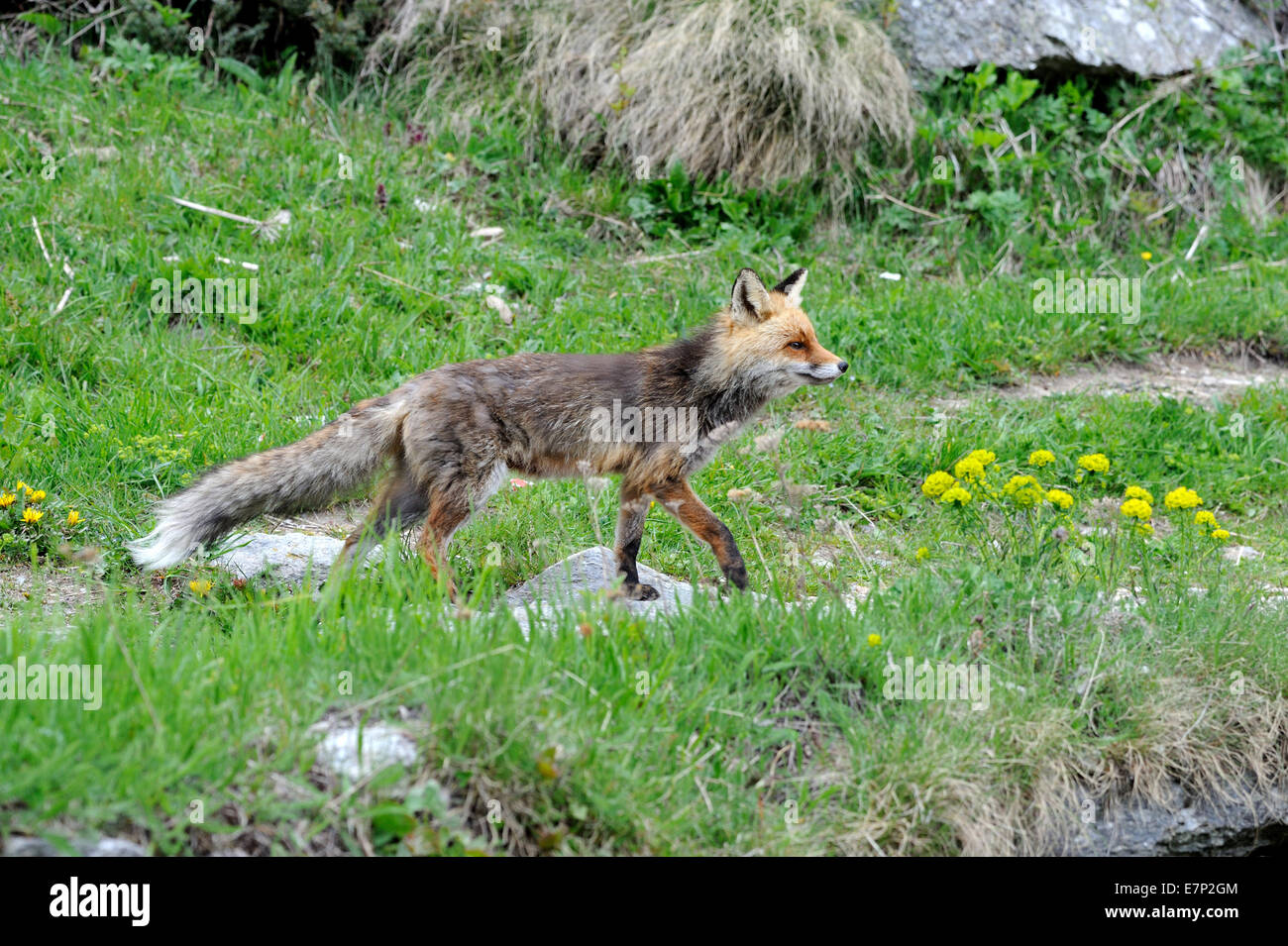 Red Fox, Fox, predator, canidi, astuto, Europeo, fox Vulpes vulpes, volpi, animali, animale selvatico, animali, Germania Foto Stock