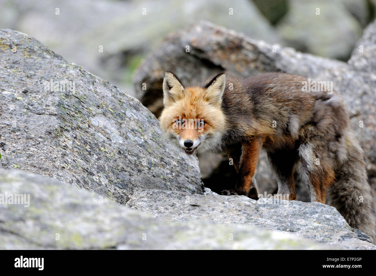 Red Fox, Fox, predator, canidi, astuto, Europeo, fox Vulpes vulpes, volpi, animali, animale selvatico, animali, Germania Foto Stock