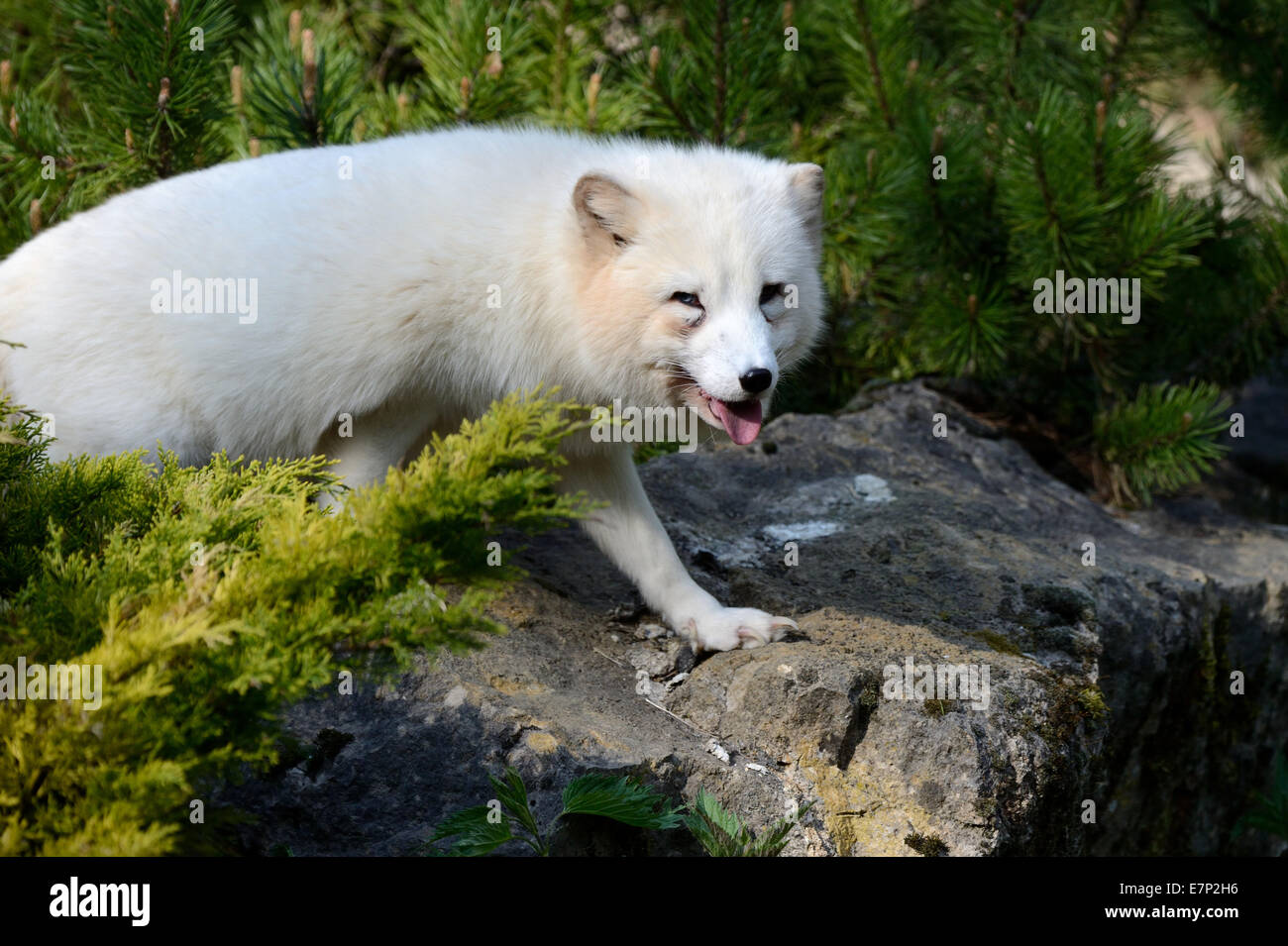 La volpe polare, ghiaccio, fox Vulpes vulpes lagopus, predator, animali, animale selvatico, canidi, real volpi, Vulpes, settentrionale, Nordic, predator, Foto Stock