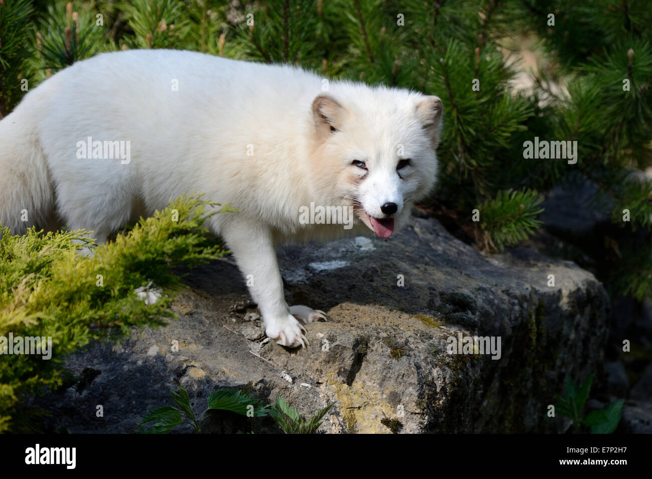 La volpe polare, ghiaccio, fox Vulpes vulpes lagopus, predator, animali, animale selvatico, canidi, real volpi, Vulpes, settentrionale, Nordic, predator, Foto Stock
