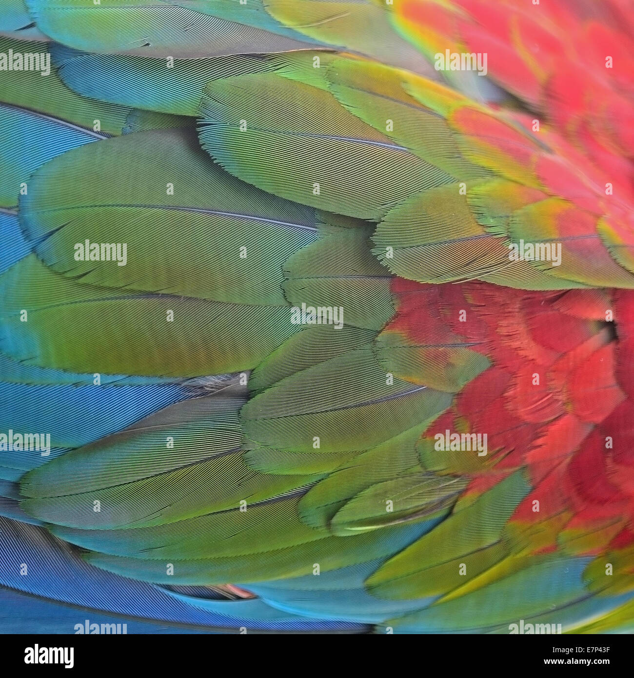 Bellissimo sfondo di Greenwinged Macaw feathers pattern Foto Stock