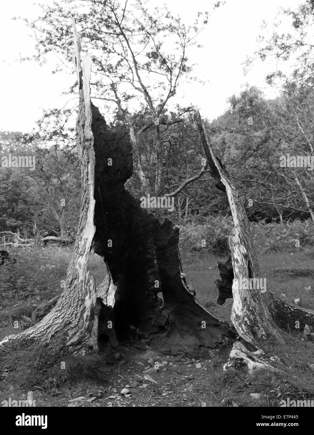 Bianco e nero struttura in legno il moncone. Foto Stock