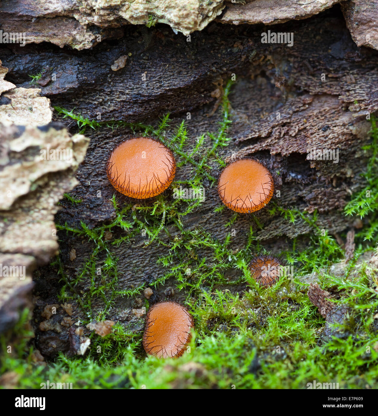 Comune di funghi di ciglia Foto Stock