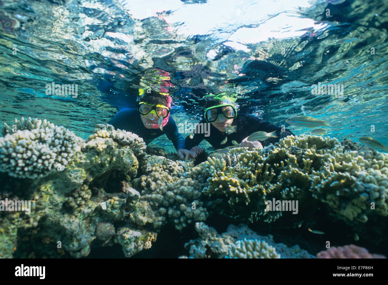Snorkeling immersioni in una barriera corallina circondata da pesci; Sharm-el-Sheik, Egypt-Red Mare Foto Stock
